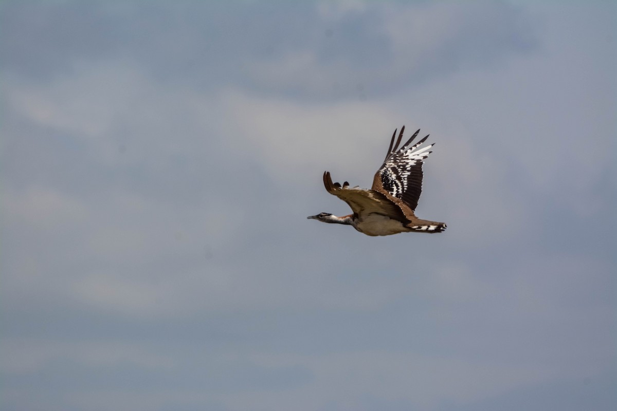 Denham's Bustard - Marc Cronje- Nature Travel Birding