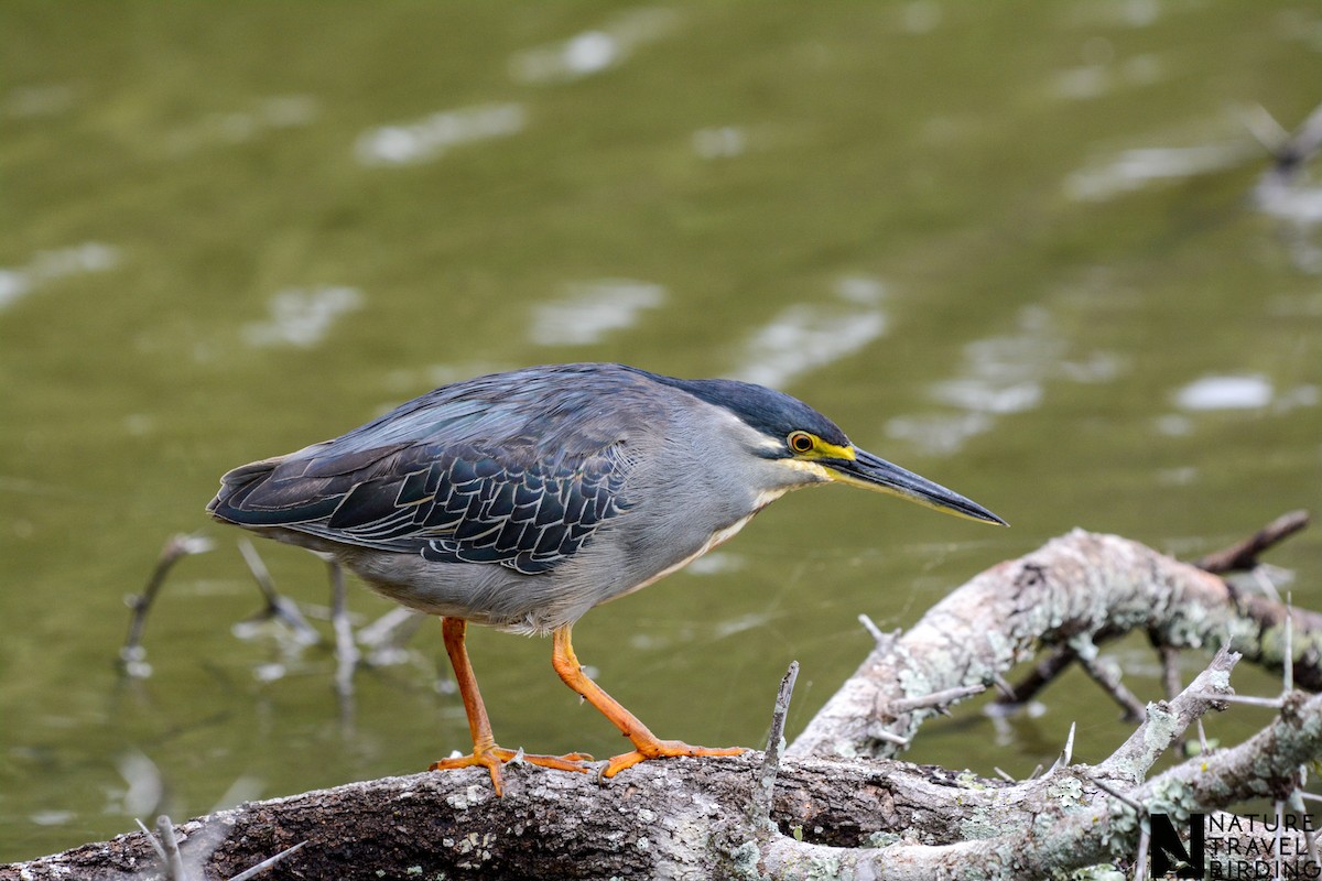 Striated Heron - Marc Cronje- Nature Travel Birding