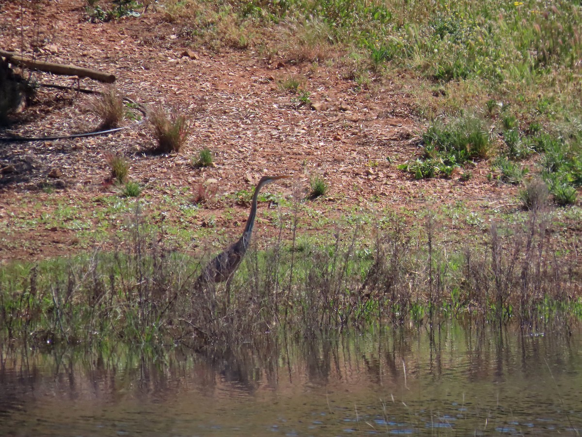 Purple Heron - ML582100401