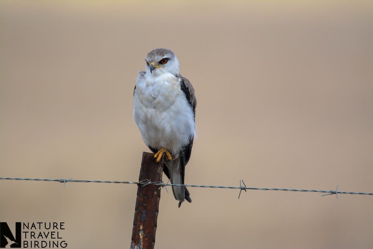 Black-winged Kite - Marc Cronje- Nature Travel Birding