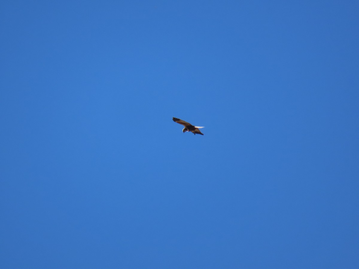 Western Marsh Harrier - ML582100681