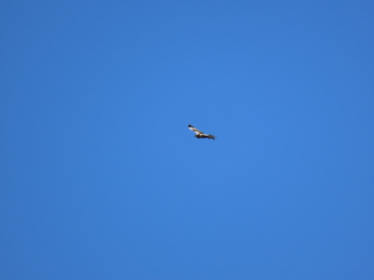 Western Marsh Harrier - ML582100691