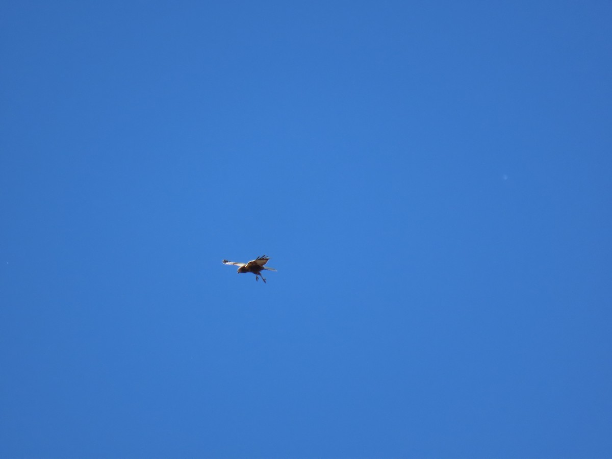 Western Marsh Harrier - ML582100701
