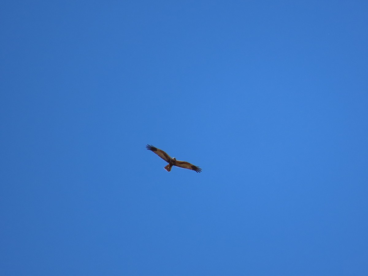 Western Marsh Harrier - ML582100711