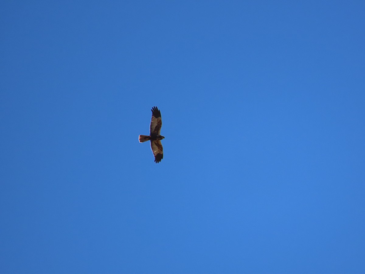 Western Marsh Harrier - ML582100721