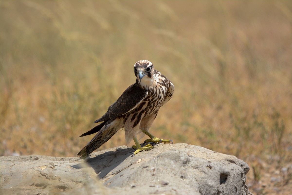 Lanner Falcon - Marc Cronje- Nature Travel Birding