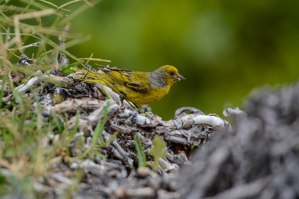 Cape Canary - Marc Cronje- Nature Travel Birding