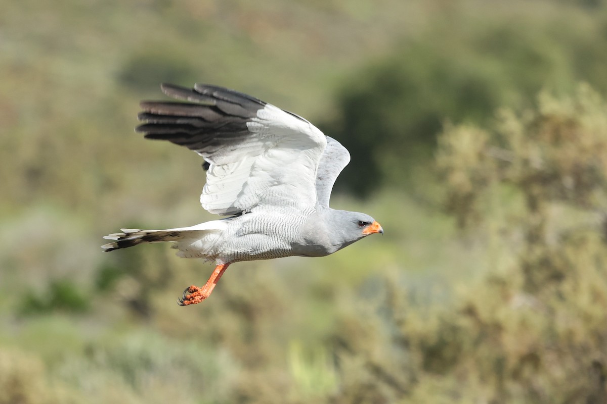 Pale Chanting-Goshawk - ML582101031