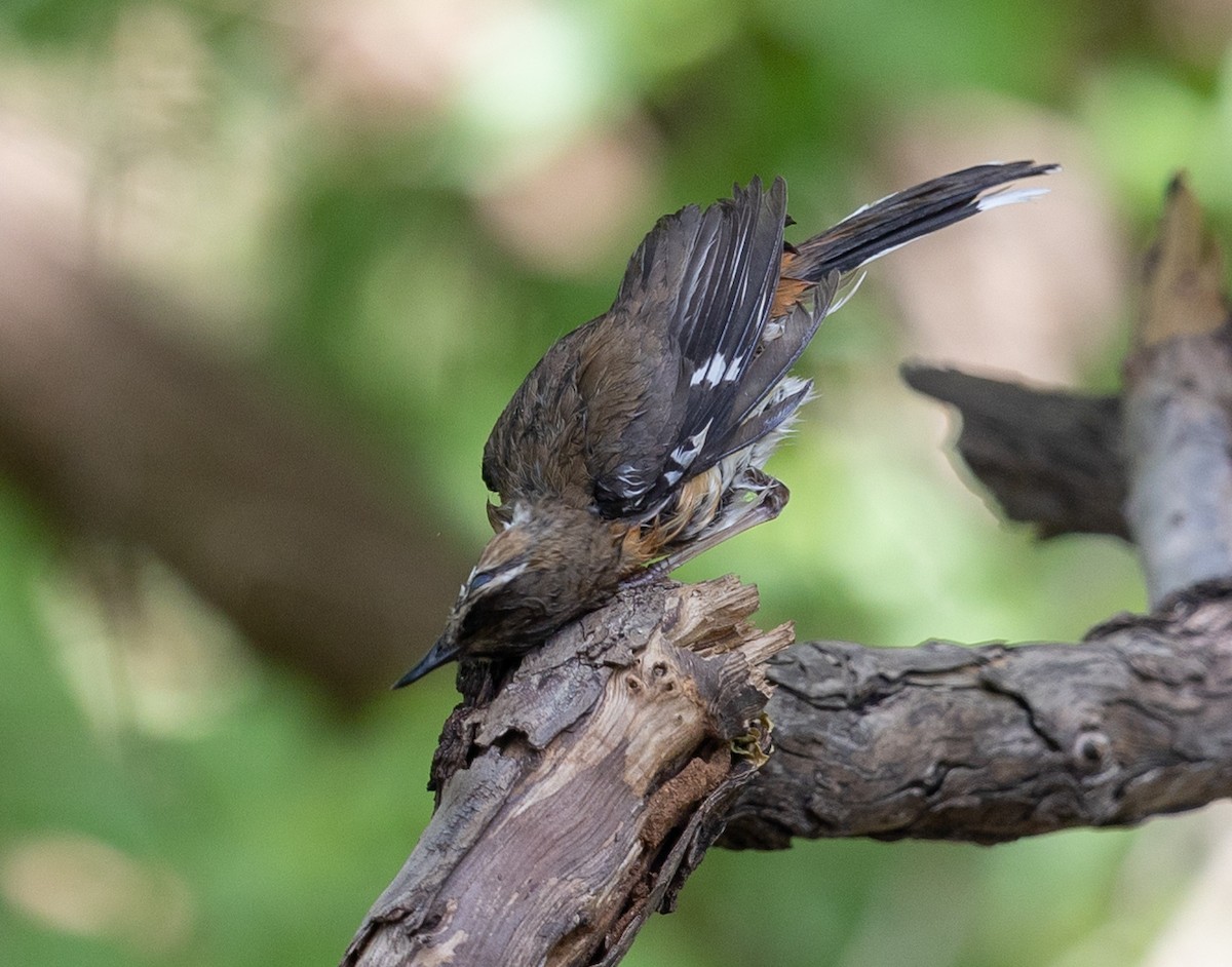 Bearded Scrub-Robin - Michael Buckham