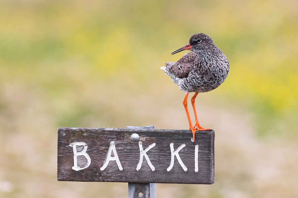 Common Redshank - Maciej Kowalski