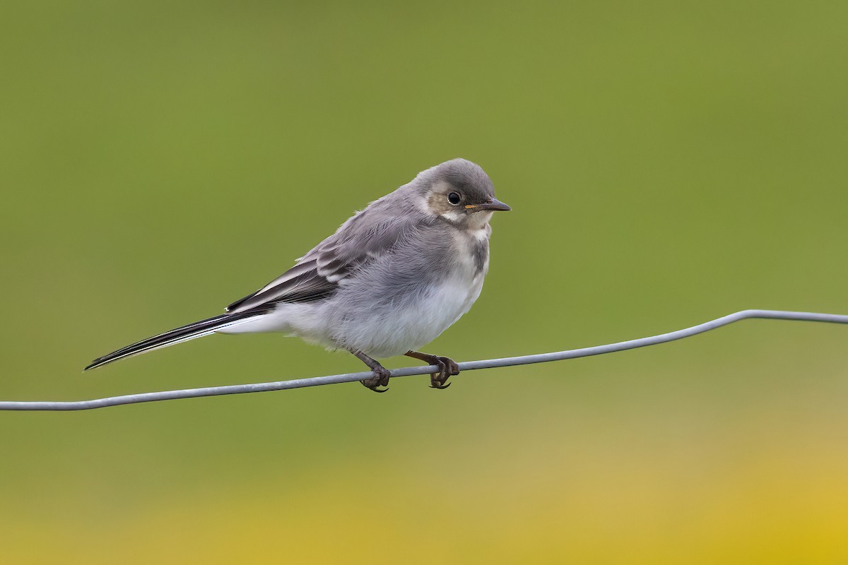 White Wagtail - ML582103291