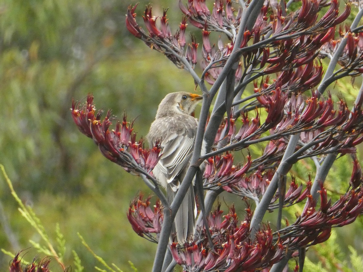 Yellow Wattlebird - ML582104271