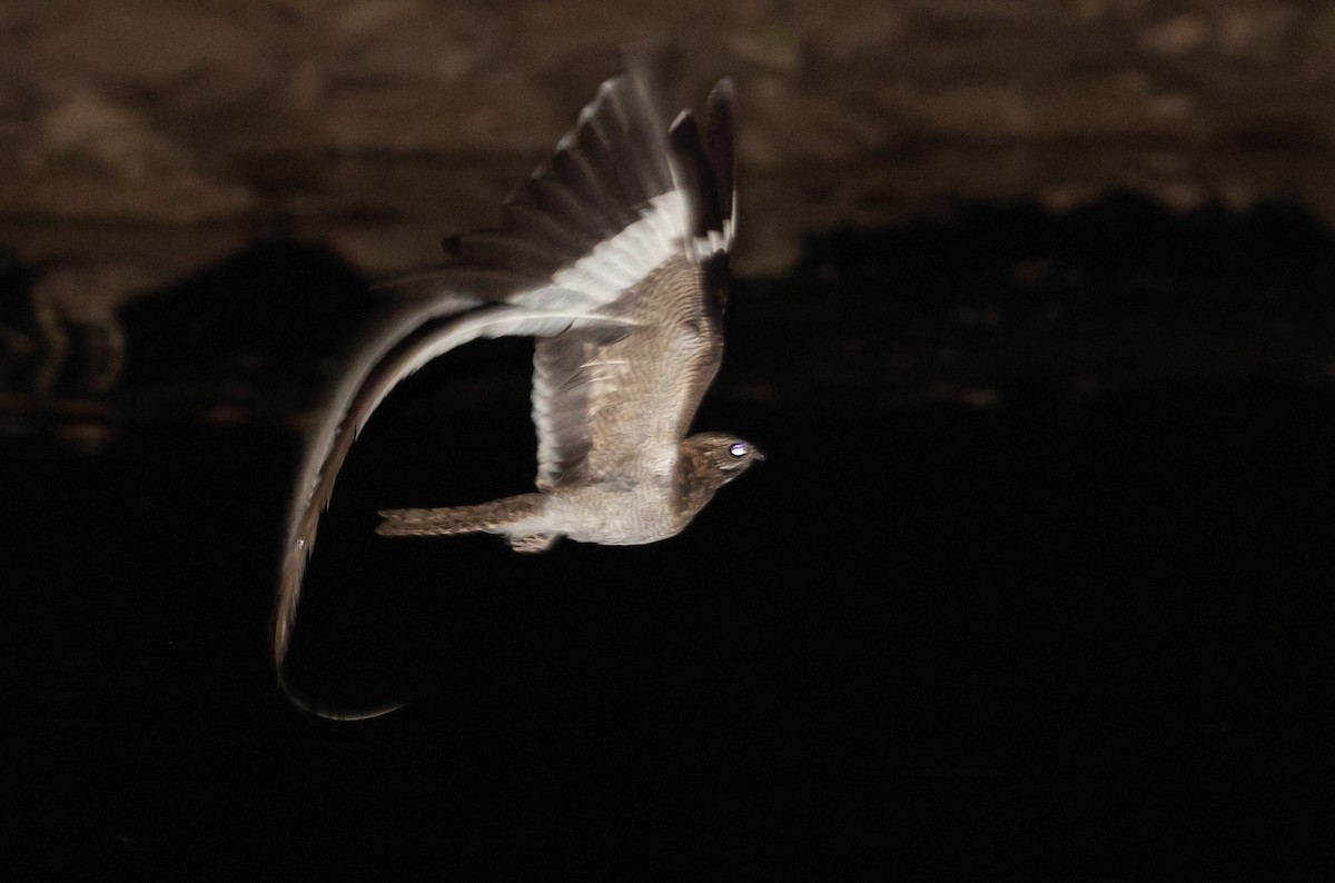 Pennant-winged Nightjar - ML582104491