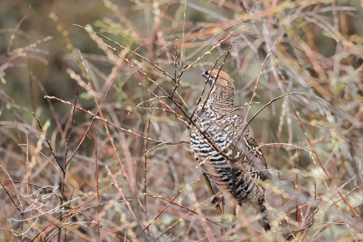 Severtzov's Grouse - ML582105431