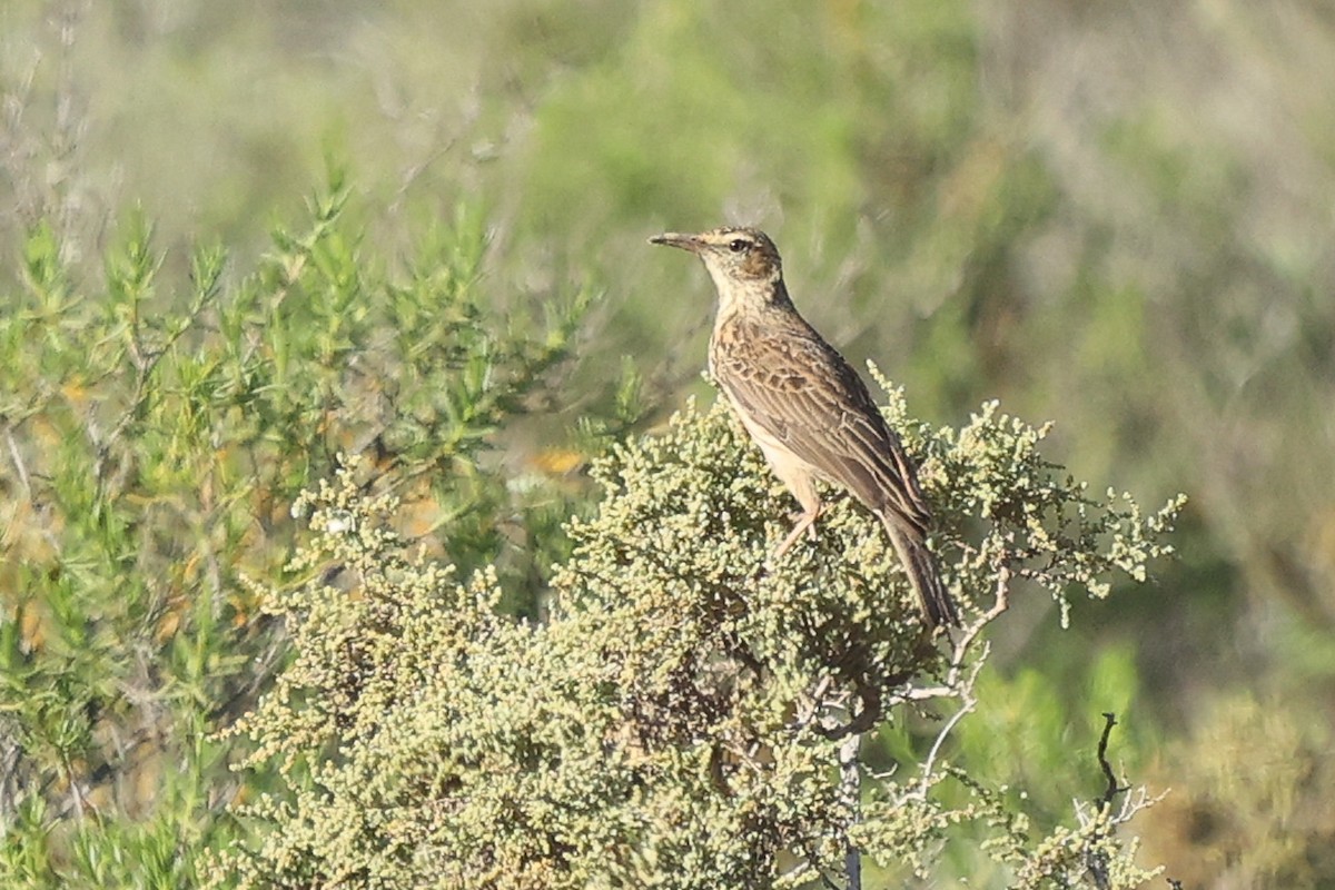 Karoo Long-billed Lark - Daniel Engelbrecht - Birding Ecotours