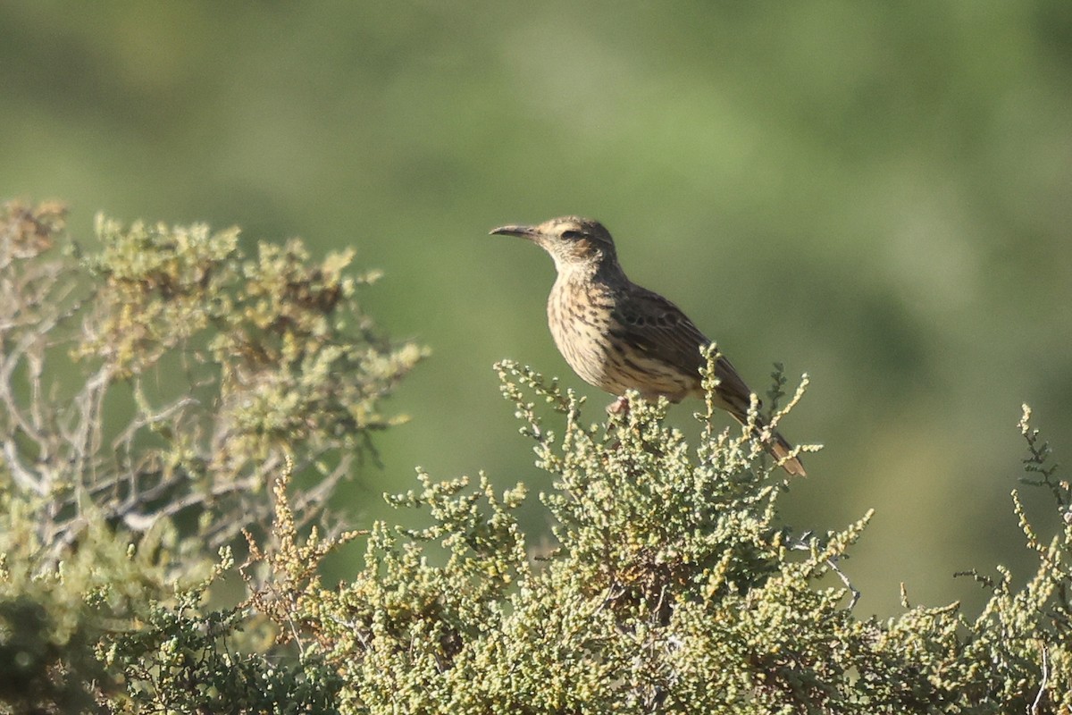 Karoo Long-billed Lark - ML582105831