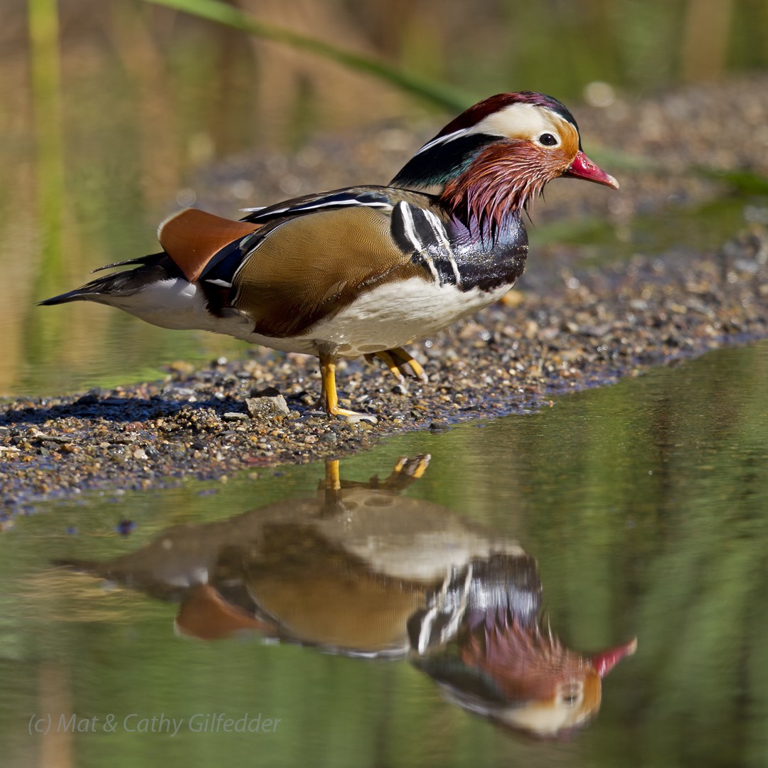 Mandarin Duck - ML58210631