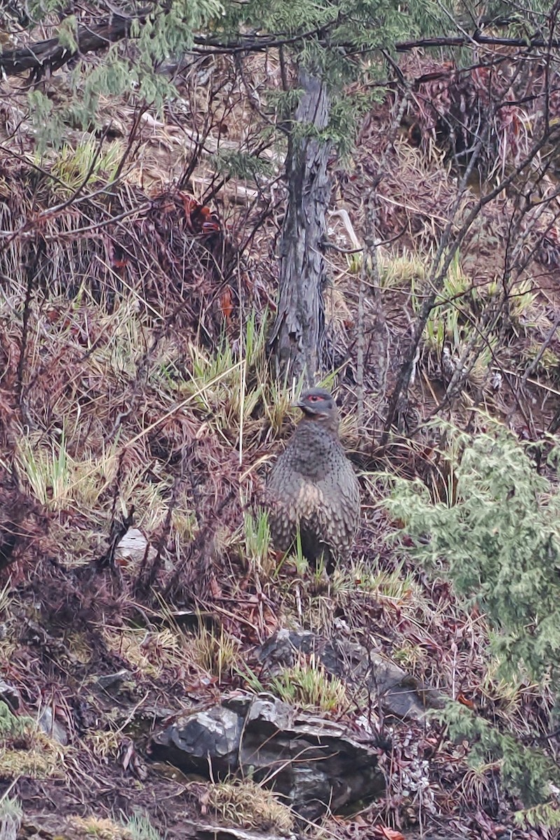 Chestnut-throated Monal-Partridge - ML582107491