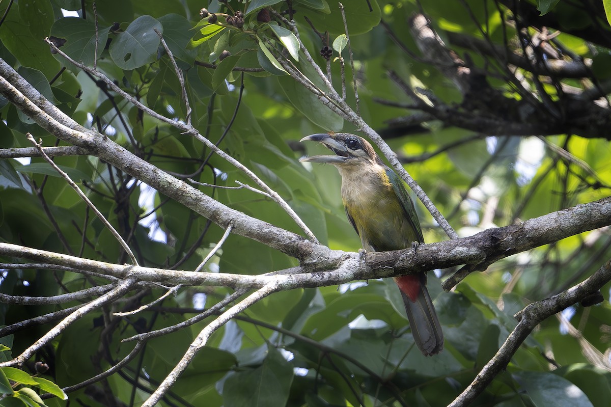 Red-vented Barbet - ML582107521
