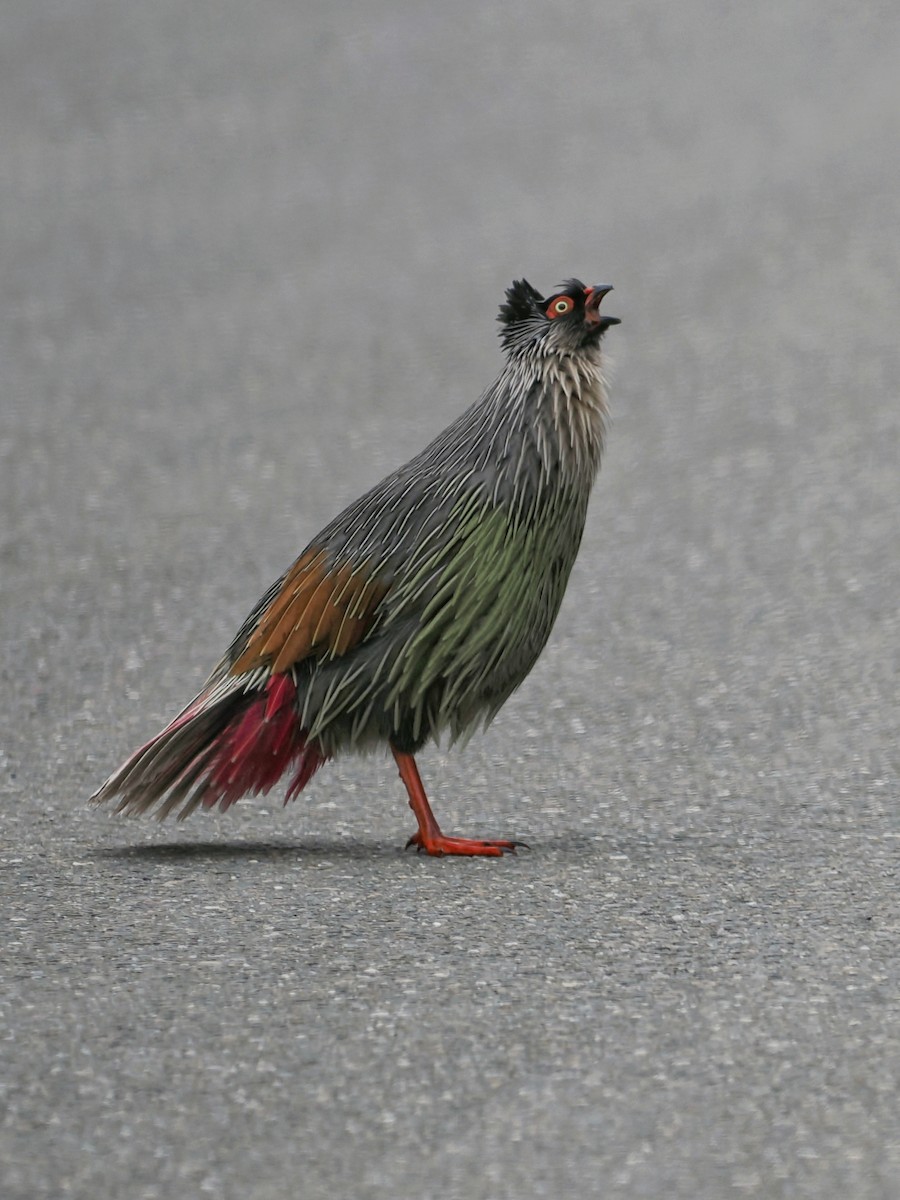 Blood Pheasant - Leijun Zhuang