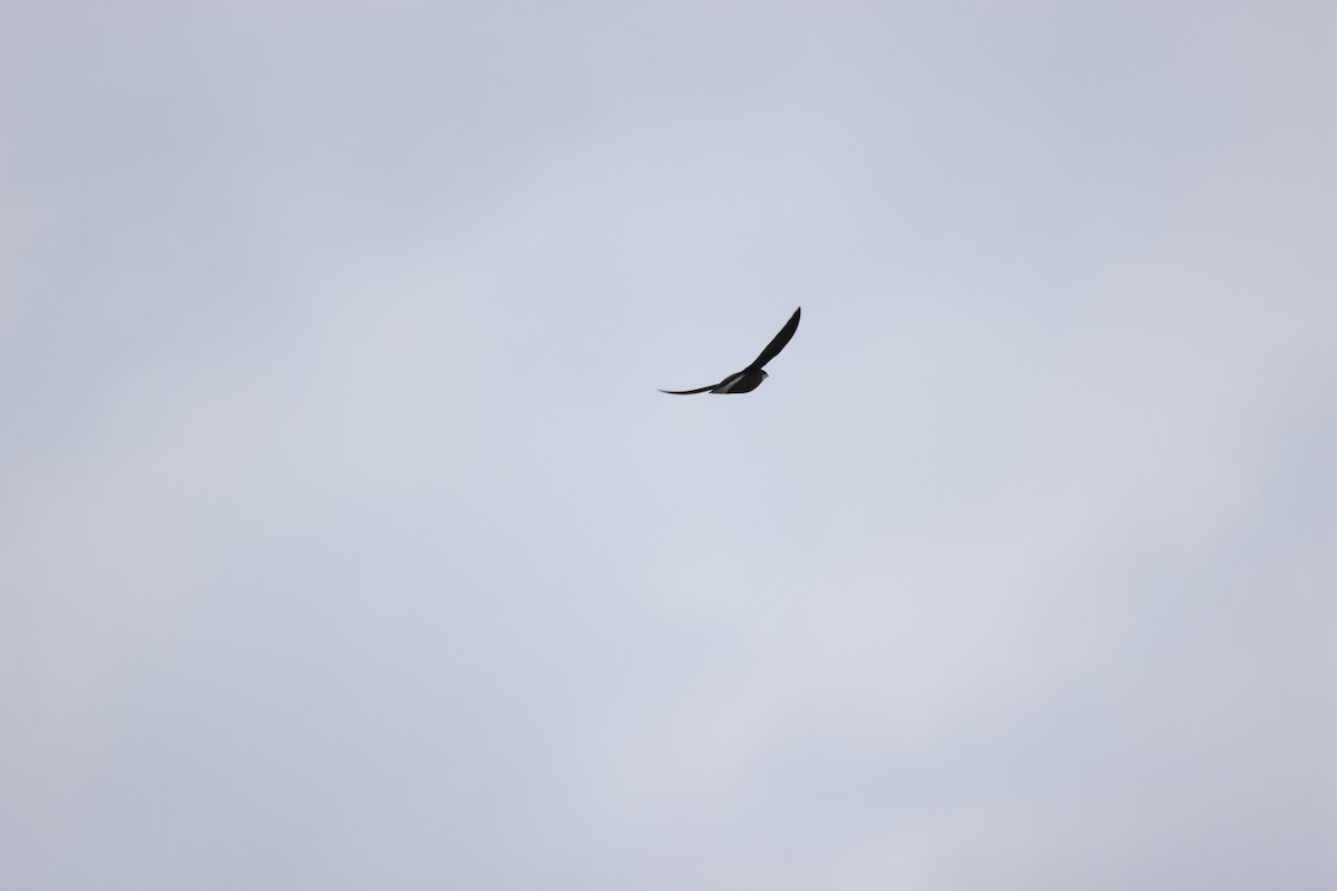 White-throated Needletail - ML582109311