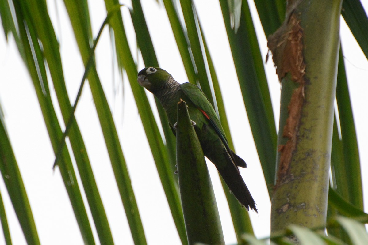 Maroon-tailed Parakeet - ML582109721