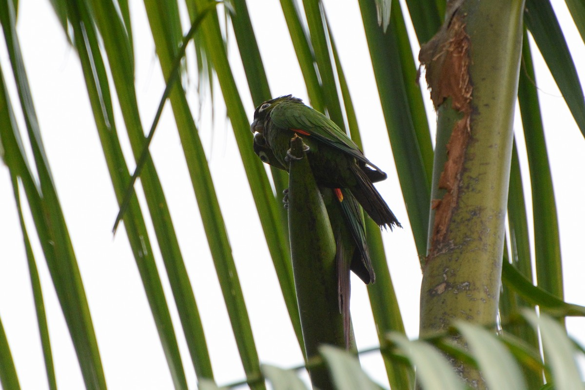 Maroon-tailed Parakeet - ML582109731