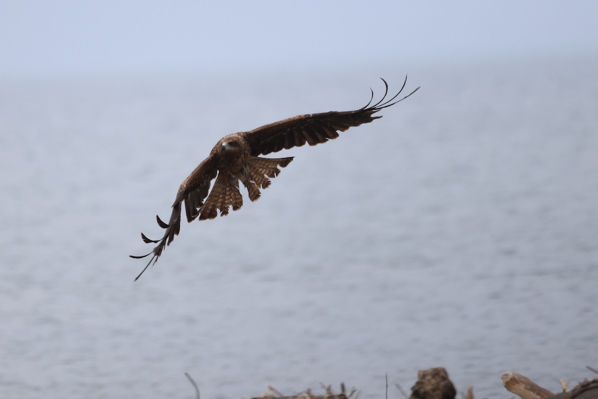 Black Kite - ML582110071