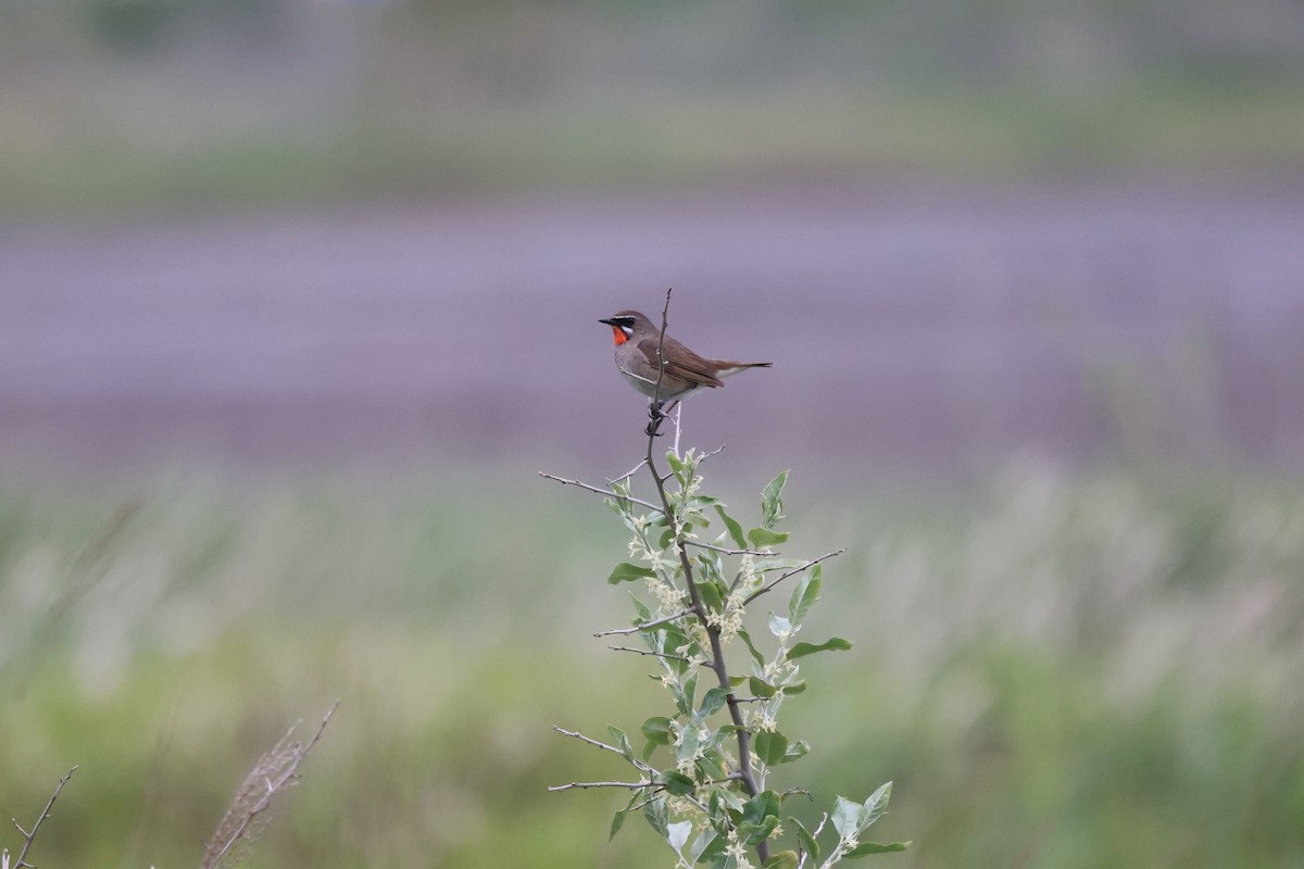 Siberian Rubythroat - ML582110261