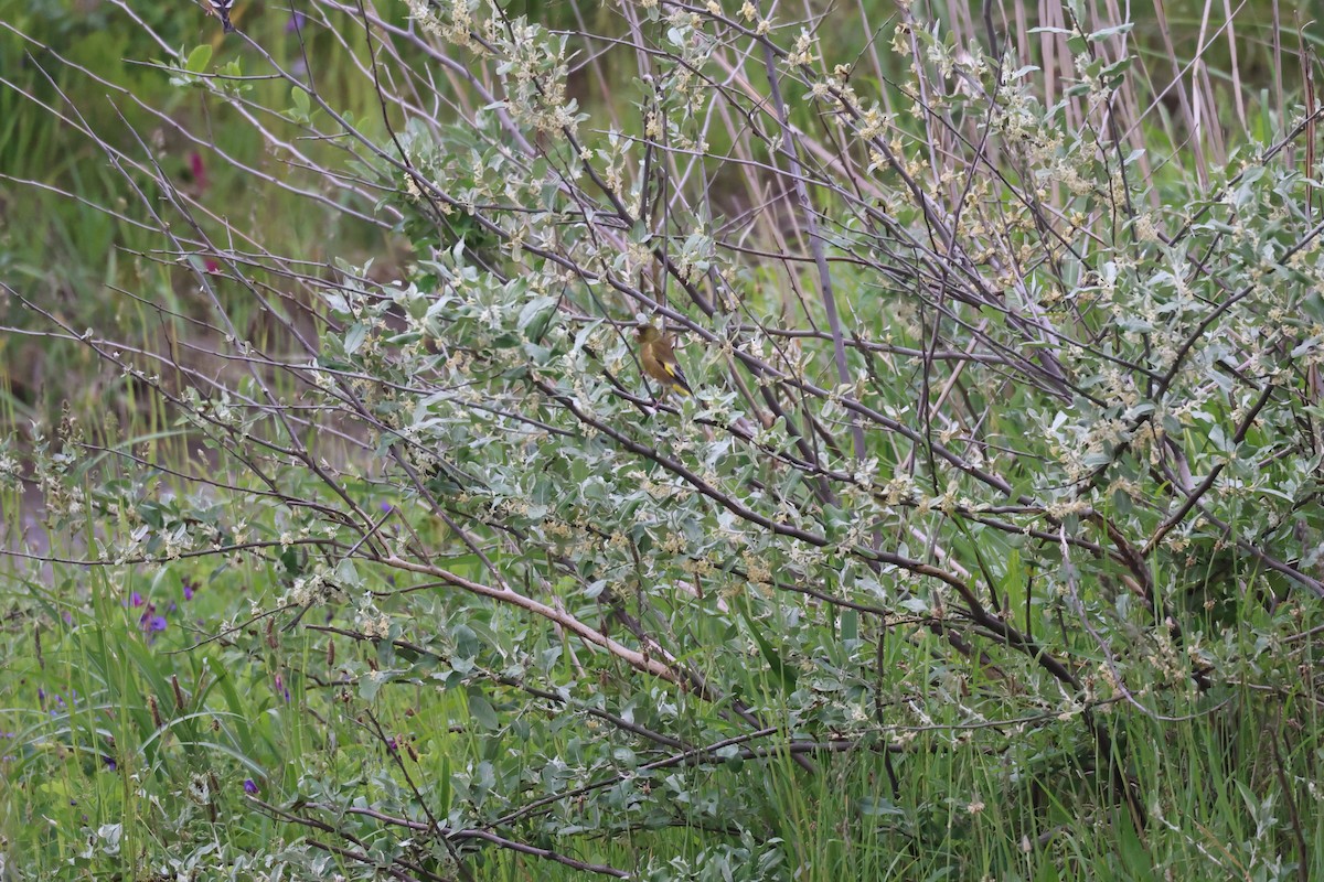 Oriental Greenfinch - ML582110311