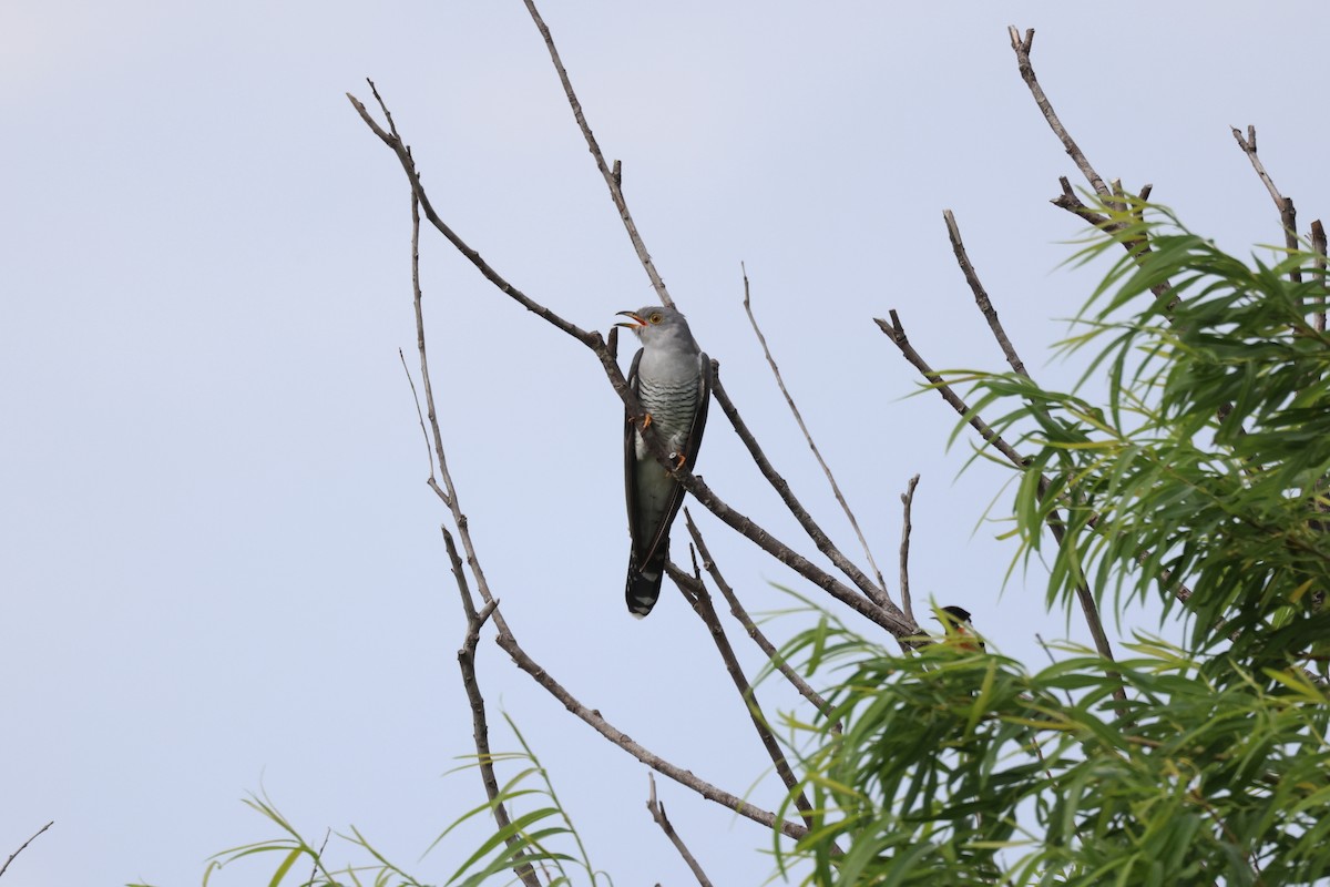 Common Cuckoo - Akinori Miura