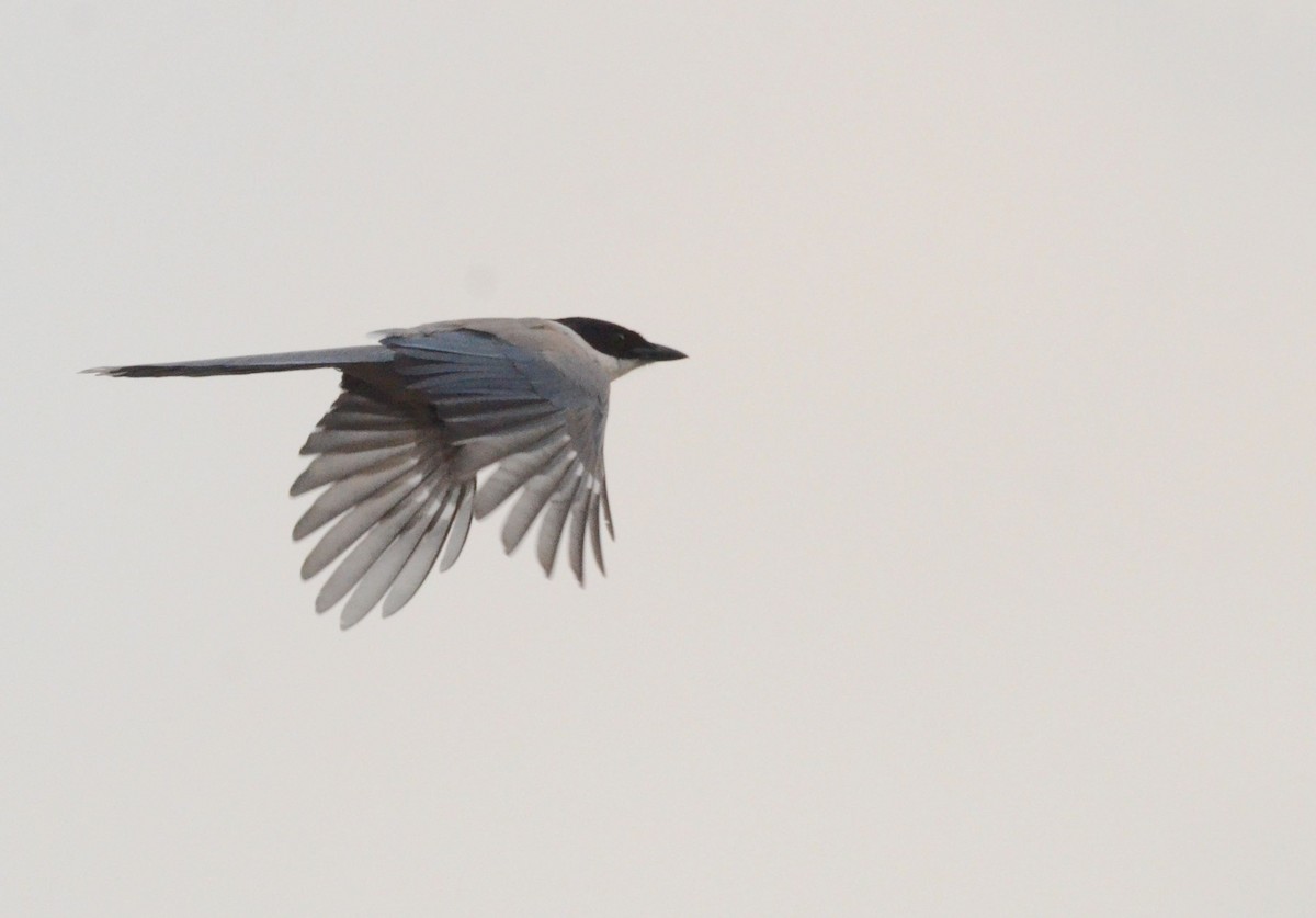 Azure-winged Magpie (Japanese) - Timothy Spahr