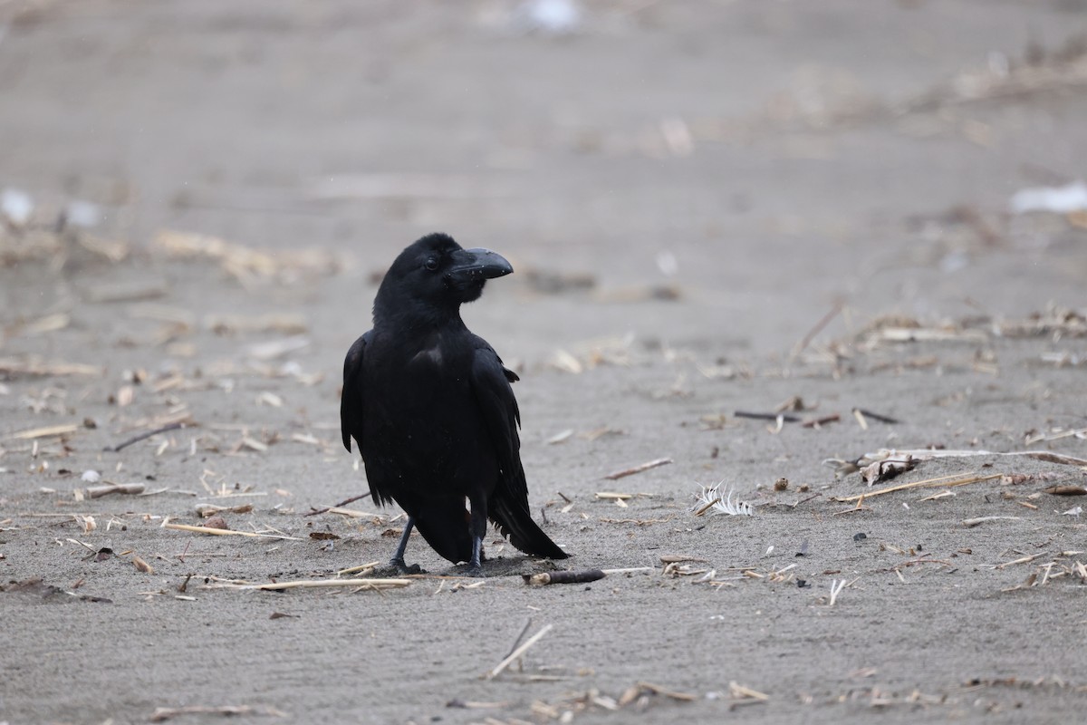 Large-billed Crow - ML582111361