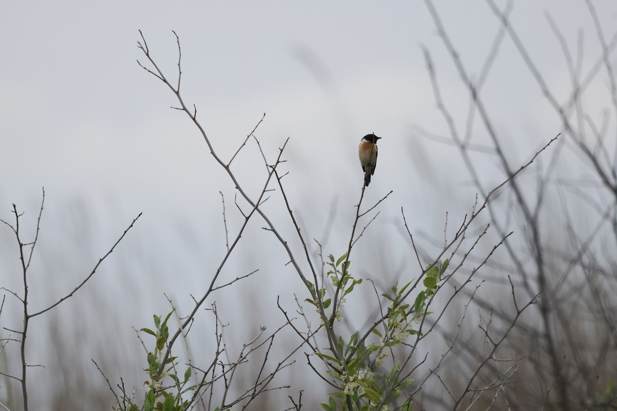 Amur Stonechat - ML582111961