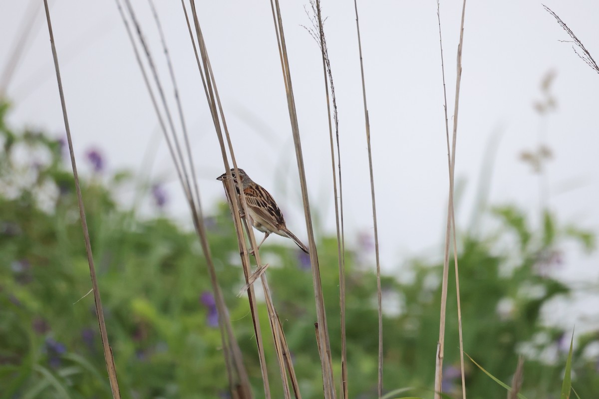 Chestnut-eared Bunting - ML582112011