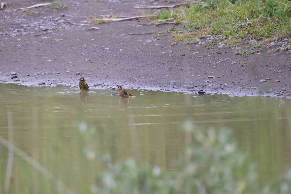 Oriental Greenfinch - ML582112121