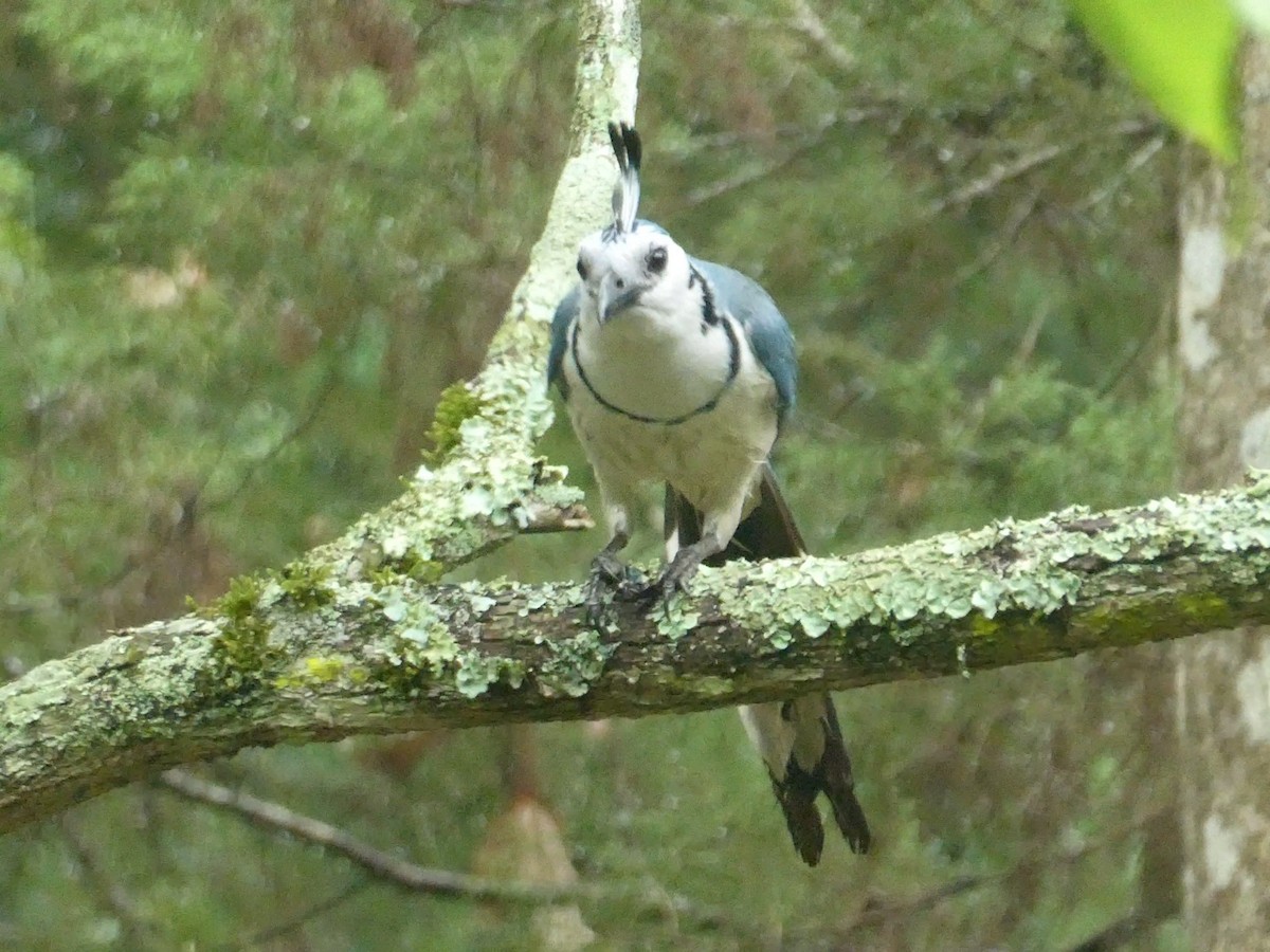 White-throated Magpie-Jay - ML582113101