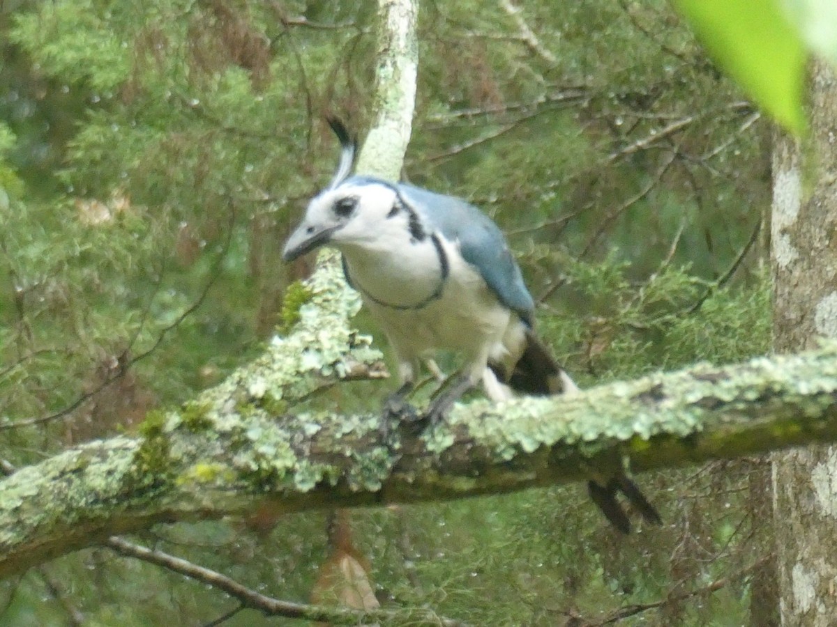 White-throated Magpie-Jay - ML582113111