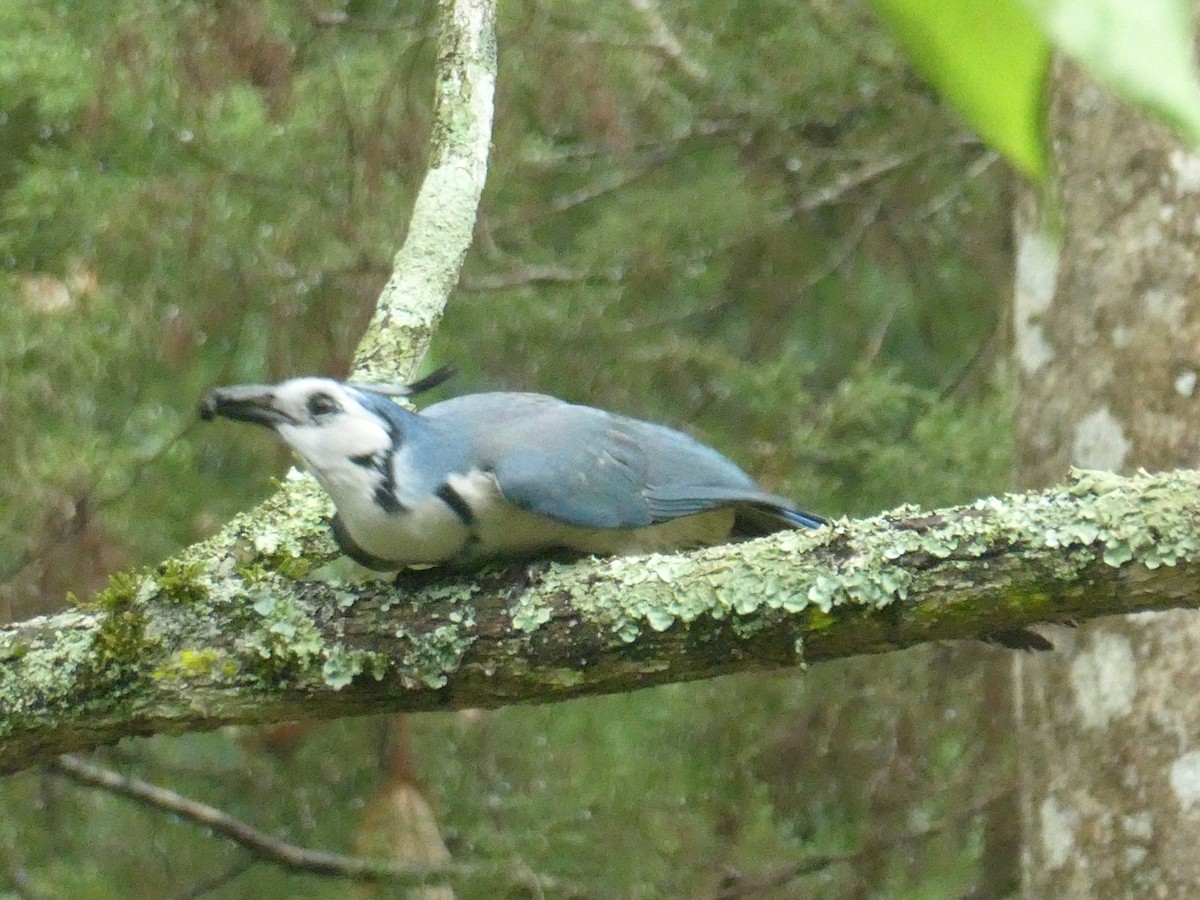 White-throated Magpie-Jay - ML582113121
