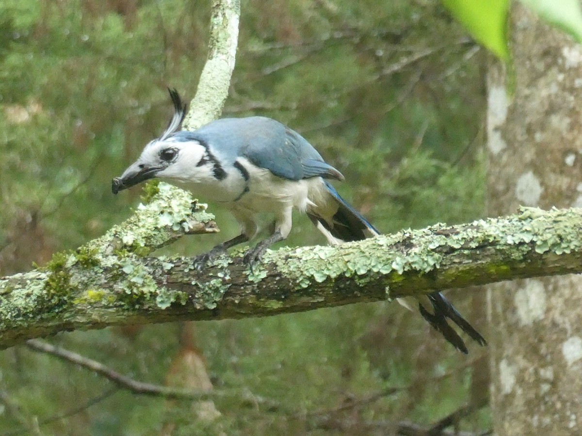 White-throated Magpie-Jay - ML582113131