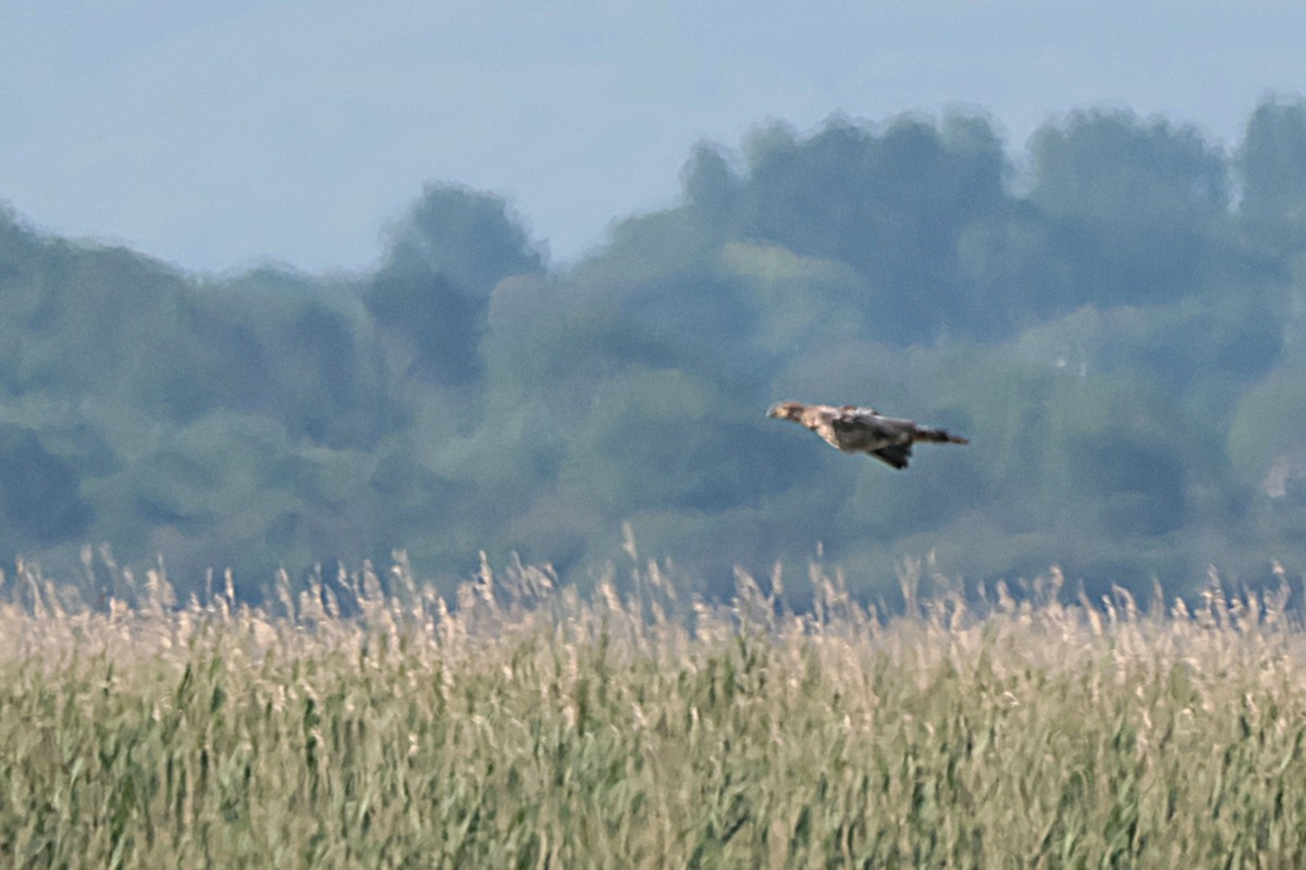 White-tailed Eagle - Seán Holland