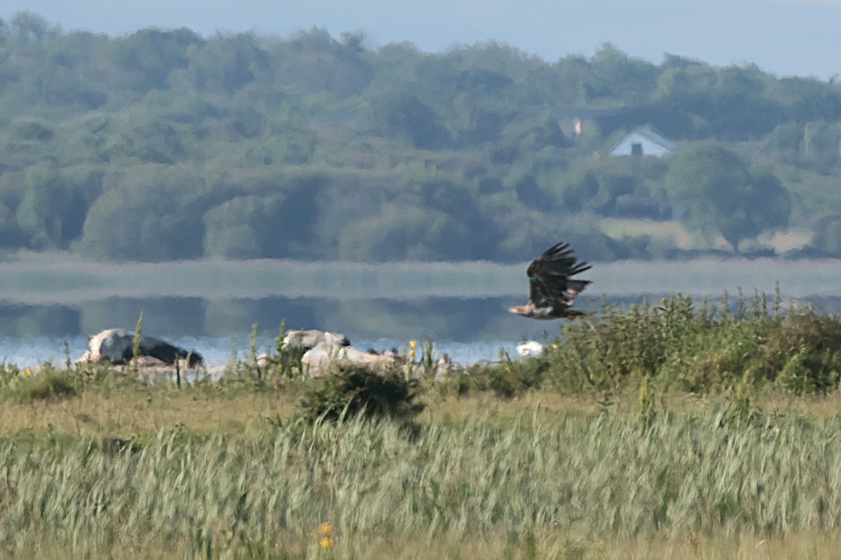White-tailed Eagle - Seán Holland