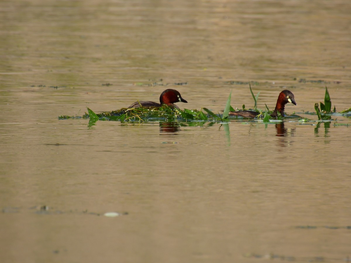 Little Grebe - Yawei Zhang