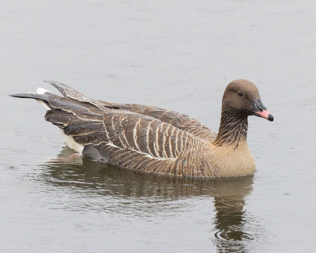 Pink-footed Goose - Vasura Jayaweera