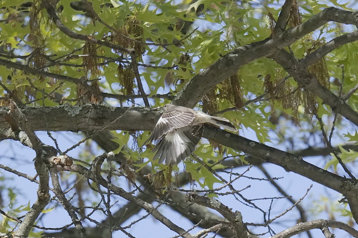 Northern Mockingbird - Jimmy Gondek