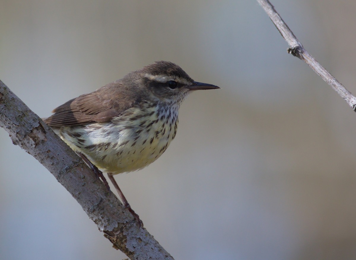 lesňáček olšový - ML582115531