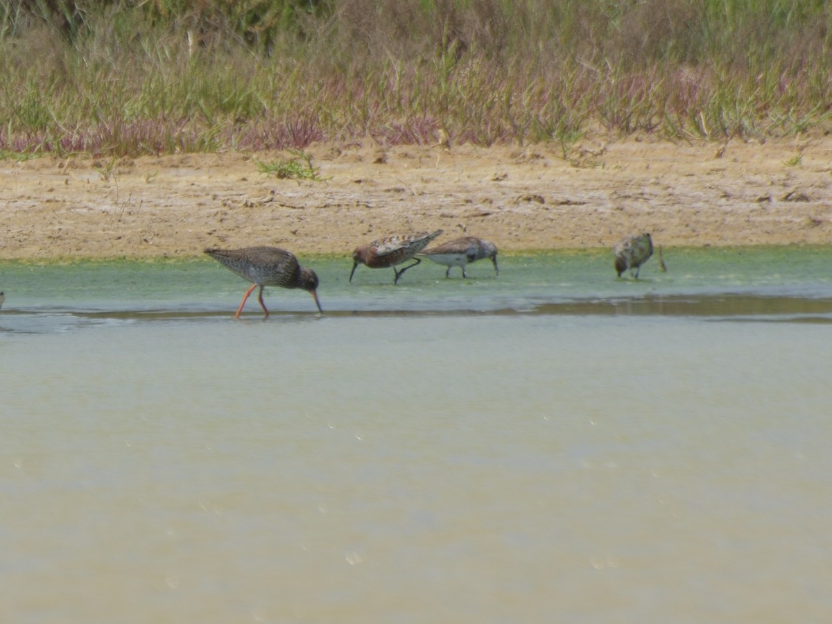 Sichelstrandläufer - ML582115661