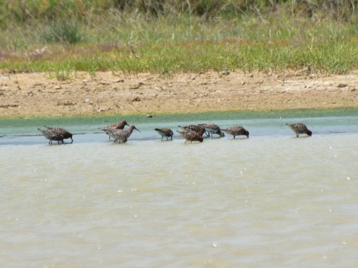 Sichelstrandläufer - ML582115681