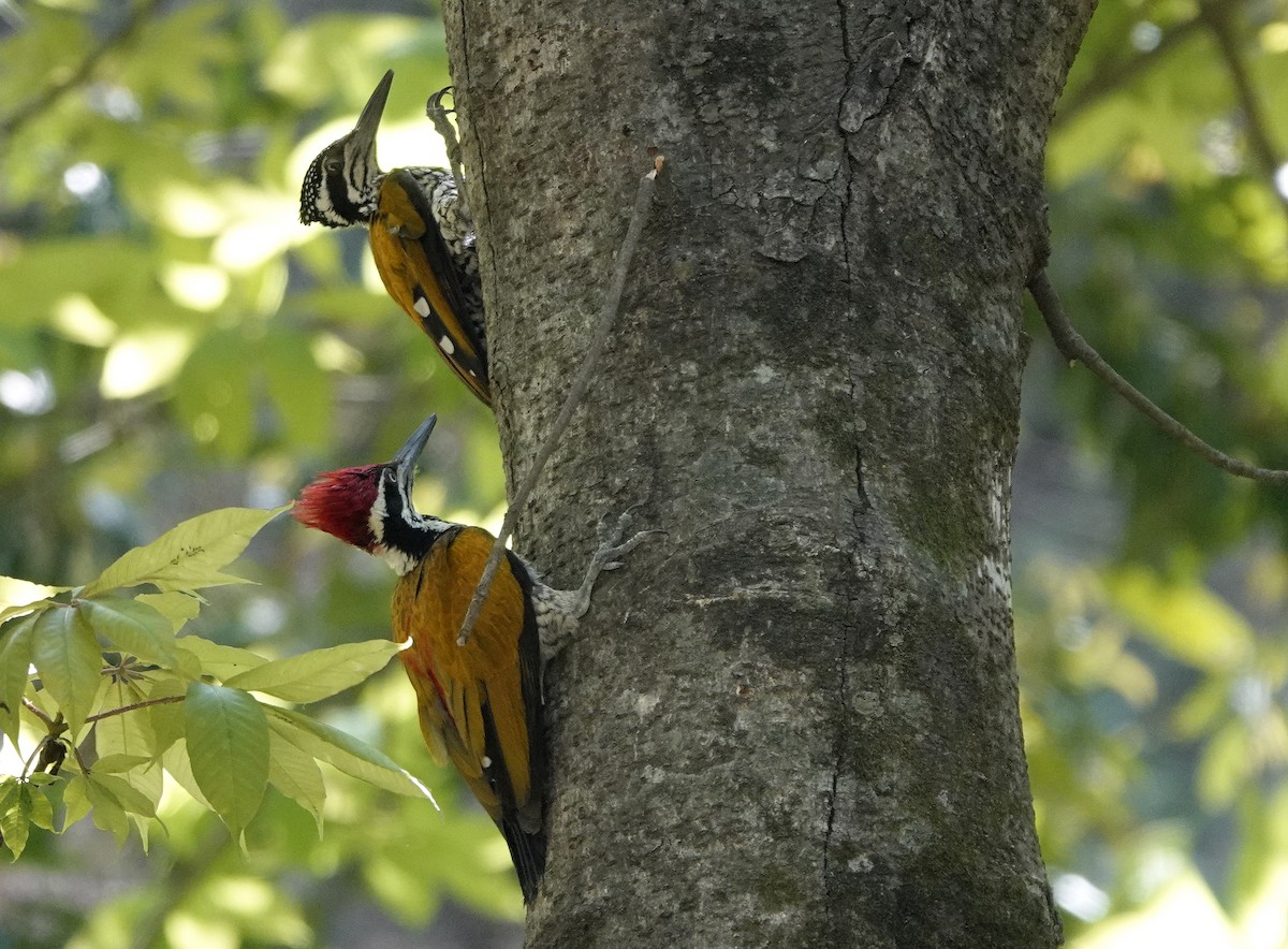 Greater Flameback - Reginold Thankappa