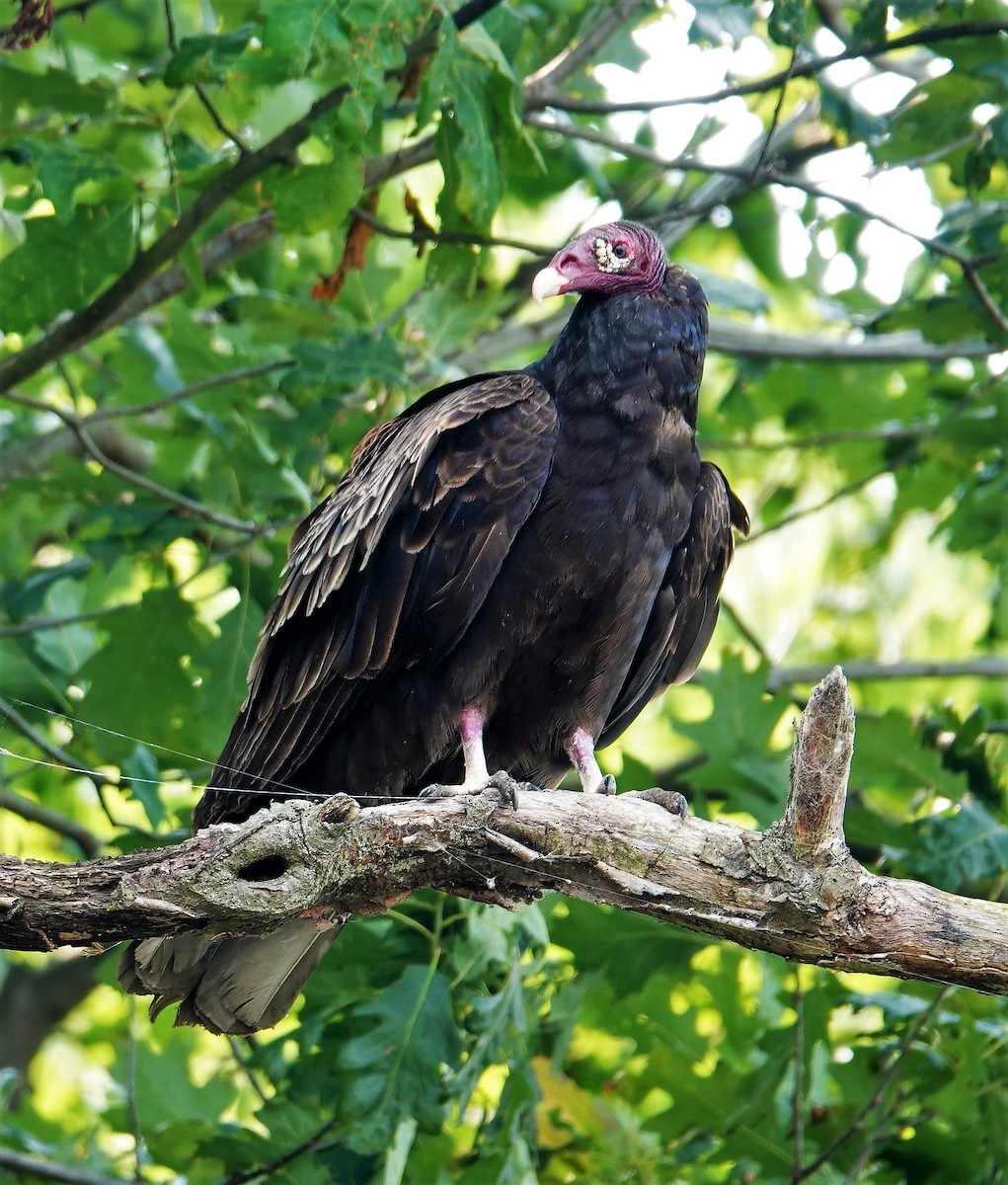 Turkey Vulture - ML582116781